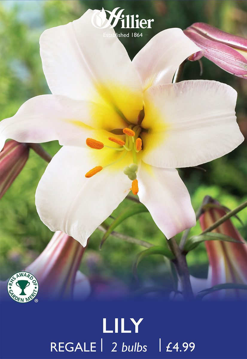 8718641996706 1 Lilium Regale.jpg
